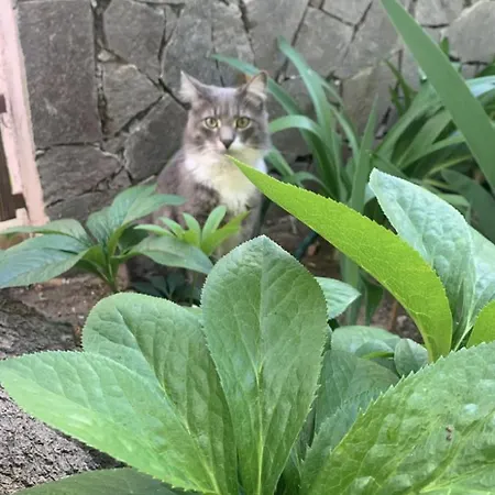 아파트 Lovely Flat In Northern Sardinia *