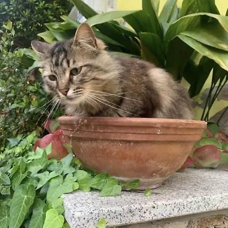 Lovely Flat In Northern Sardinia