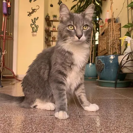 Lovely Flat In Northern Sardinia 아파트