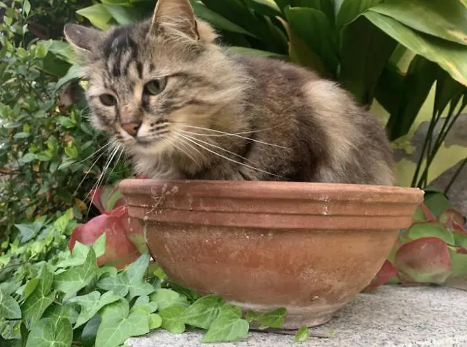 Lovely Flat In Northern Sardinia