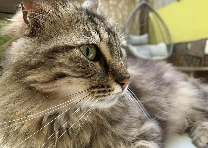 Lovely Flat In Northern Sardinia Appartement